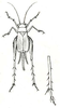 Trigonidium (Trigonidium) cicindeloides Rambur, 1838: Pl. IX, Figs. 5, 5 b. female, dorsal view and hind tibia. (Otu).