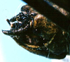 CollectionObject 1499290; 99d63244-8542-42bd-939b-6f09794e50ff: male cerci (holotype). (CollectionObject).
