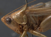 male head and pronotum, lateral view (syntype of Xiphidium nitidum). Depicts CollectionObject 1505663; b913872e-aee1-4fd2-9bf5-72d29d2ae84e, a CollectionObject.