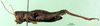 CollectionObject 1502325; 0770477c-803f-4021-a526-274c8f2f8fdb, DORSA BA000554S03: female, lateral view (syntype). (CollectionObject).