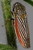 Habitus, dorsal view on Cuerna alpina Oman & Beamer, 1944: U.S.A., Illinois, Monroe Co., Fults Praire. Photo: R. Rakitov. (Observation).