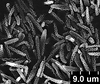 Brochosomes: !! display not done !! on Oncometopia (Oncometopia) orbona (Fabricius, 1798): OM154 | U.S.A., Illinois, Vermilion Co., 2mi NE of Collison | 7/1-2/1979 | E. A. Lisowski | INHS. (Observation).