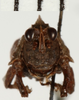 CollectionObject 1477026; 489d2c00-1488-4161-b589-a06e50923a8d: male, frontal view (holotype). (CollectionObject).