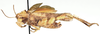 Exochoderes aurantiacus Bolívar, 1882: male, lateral view. (Otu).