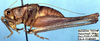 male (paratype). Depicts Idionotus tehachapi Hebard, 1934, an Otu.