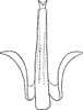 Aedeagus, ventral view: Aedeagus, ventral view. (Observation).