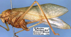 CollectionObject 1517399; 0ff29259-0938-49cc-8771-dabbe1fa9932: male, lateral view (holotype). (CollectionObject).
