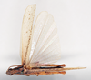CollectionObject 1578621; e0de84bd-c8c2-4c49-869f-37c911ac30d0: male, dorsal view (paralectotype). (CollectionObject).