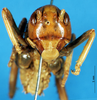 CollectionObject 1507152; 661721a6-f21c-4de9-833c-ac3af0f3dae9: male, frontal view. (CollectionObject).