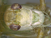 CollectionObject 2072458; da88e222-bf34-46c3-949c-177e28731c31: Holotype, male, fron. (CollectionObject).