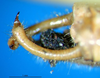 CollectionObject 1500719; b21d9629-82c1-4f68-8b2f-8f311b119cd2: male cerci (lectotype). (CollectionObject).