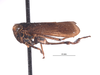 Habitus, lateral view on Docalidia fabricii Nielson, 1979: (Observation).