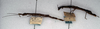 CollectionObject 1556919; 66293af7-6c1f-46e5-a1df-3410a32fda7f: copyright NMW. female, lateral view (paralectotypes). (CollectionObject).