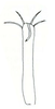 Aedeagus, posterior view on Carapona villaria (DeLong & Foster, 1982) now Carapona munia (DeLong & Freytag, 1975): Male holotype [C. villaria]: aedeagus, posterior view. (Observation).