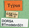 CollectionObject 1500485; ef8bd2a7-576a-4817-b6c0-1b2feff36ee8, DORSA BTmodebnS01: labels (holotype of Metrioptera dofleini). (CollectionObject).
