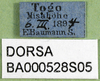 CollectionObject 1501908; 40a4986c-a340-4182-93bf-47ed849c84ed: labels (paralectotype of Tristria suturalis). (CollectionObject).
