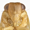 Head on Aplos simplex (Germar, 1830): (Observation).