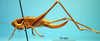 CollectionObject 1530841; a803d2c3-8eb6-45a2-968f-46bfca423fc0: female, lateral view (syntype). (CollectionObject).