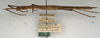 CollectionObject 1558682; NMW 596'', 989ec4a3-3b83-462e-8fc9-a4762eefcfc4: copyright NMW, Vienna. female, lateral view (syntype). (CollectionObject).