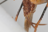 CollectionObject 1506461; 9ec82bb6-3b98-4b2e-b745-47bd3137269d: female, anteroventral view (syntype). (CollectionObject).