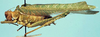 Terpnistria zebrata (Serville, 1838): male, lateral view (holotype of "Terpnistria kalahari"). (Otu).