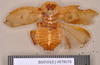 Gyna maculipennis (Schaum, 1853): Holotype, female, dorsal. BMNH(E)#878078. (Otu).