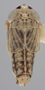 Habitus, dorsal view on Athysanella (Athysanella) pastora Blocker, 1988: Dorsal - Male. Paratype. (Observation).