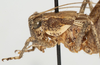 CollectionObject 1527090; a0a828bc-2bcd-4d04-8ab3-b6d252d5902b: male pronotum, lateral view (holotype). (CollectionObject).
