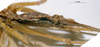 CollectionObject 1505632; 4a28186c-e69c-48d3-a349-4bbc23c22989: female ventral view (holotype). (CollectionObject).