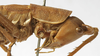 CollectionObject 1539558; 45ef1569-a2ba-473b-8dc1-f445e1414b5d: female head and pronotum, lateral view (holotype of Hemisaga hastata). (CollectionObject).