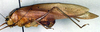 CollectionObject 1500570; a82557b7-9c11-4095-acc8-7a5175aa24cd, DORSA BTmylstiHTF: female, lateral view (holotype). (CollectionObject).