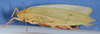 CollectionObject 1593010; abefd1f1-776a-471e-8190-0fc210b68db2: female, lateral view (syntype?). (CollectionObject).