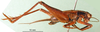 CollectionObject 1501007; 9b2f206d-dd5d-45d5-8427-80ef57df5124: male, lateral view (lectotype). (CollectionObject).