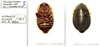 Polyzosteria limbata Burmeister, 1838: (Otu).