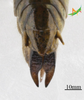 CollectionObject 1525087; Unioeste Cascavel K-0585, 0847d8a5-9ef2-4af6-9181-7b517e32d999, Unioeste Cascavel K-0585: Female, terminalia in dorsal view. (CollectionObject).