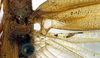CollectionObject 1500564; 2411e313-9118-421f-b3a8-5e28130c926d: male stridulatory area (holotype). (CollectionObject).