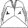 Subgenital plate, ventral view on Ebarrius interstinctus (Fieber, 1869): Pygofer ventral appendages, ventral view. (Observation).