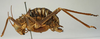 CollectionObject 1516904; ceed0b8e-09c1-44ad-a708-4fdbab4de5e4: female, lateral view (holotype of Acanthoplus germanus). (CollectionObject).
