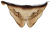 Subgenital plate: Chiasmus sp., subgenitial plates and valve, ventrally (INHS). (Observation).