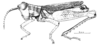 Eurybiacris luteoguttata Descamps, 1979: Fig. 122. male, habitus. (Otu).