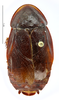 CollectionObject 1587283; MNHN(SF IMPORT DUPLICATE) MNHN-EP-EP1239, db8c5471-c4b0-45ee-b953-b88697d6b17a: CC BY-NC-ND 4.0/MNHN - Depraetere Marion - 2014. Non type, male. Specimen number: MNHN-EP-EP1239. http://coldb.mnhn.fr/catalognumber/mnhn/ep/ep1239. (CollectionObject).
