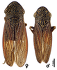 Habitus, dorsal view: <i> C. cuesta</i> Hamilton. Holotype male and paratype female. Canada, British Columbia, Hedley, N(ickle) P(late) Mine, CNC. (Observation).