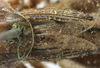 CollectionObject 1539767; cf7865f3-895f-4d78-99e4-136bb8391798: male stridulatory apparatus (holotype of Metrioptera minuta. (CollectionObject).