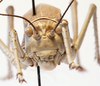 CollectionObject 1541627; 81cf80dd-0d24-48d7-8b85-941afccb8a0e: male face (paratype of Deracanthina mistshenkoi). (CollectionObject).