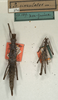 CollectionObject 1560271; 63aa6c2a-4d1d-41f7-9593-b8254a416a74: copyright NMW, Vienna. female and male (parolectotypes). (CollectionObject).;CollectionObject 1560272; 3556e9df-65bd-40b3-a3fa-5c2ba8e56217: copyright NMW, Vienna. female and male (parolectotypes). (CollectionObject).