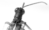 CollectionObject 1519707; 74ab57e3-b6bb-47a4-ba2d-a6d322d23574: Image Carbonell, C.S. male frontal view (holotype). (CollectionObject).
