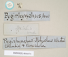 CollectionObject 1560435; dd64b8db-542d-499b-9925-069a0d78b473: copyright Natural History Museum, London. female, data labels [circular label reversed] (syntype). (CollectionObject).;CollectionObject 1560436; fb5361fa-2dec-4ea9-876a-b1c5e236ef61: copyright Natural History Museum, London. female, data labels [circular label reversed] (syntype). (CollectionObject).