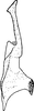 Stylus: !! display not done !! on Limotettix (Limotettix) nigrax Medler, 1943: Stylus. (Observation).