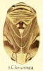 Habitus, dorsal view: !! display not done !! on Clastoptera brunnea Ball, 1919: (Observation).