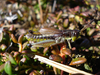 male in natural habitat. Depicts Podismopsis styriaca Koschuh, 2008, an Otu.